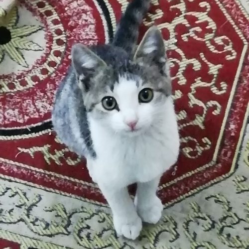 واگذاری گربه