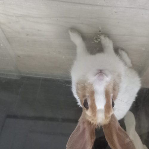 خرگوش بامزه