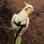 جلیقه پرواز عروس هلندی