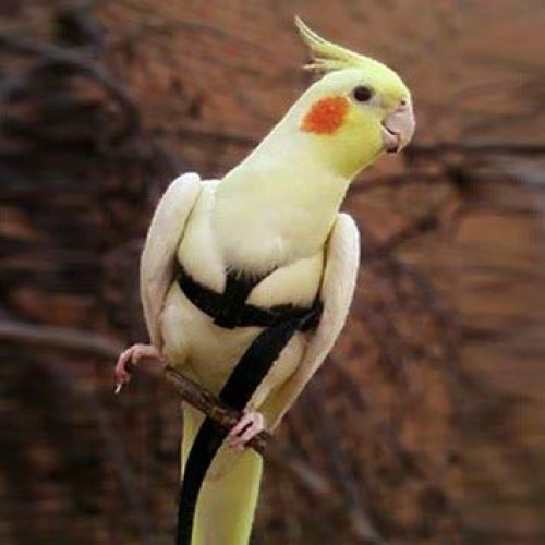 جلیقه پرواز عروس هلندی