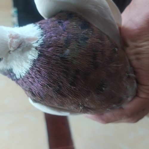 کلفه‌نرسرول