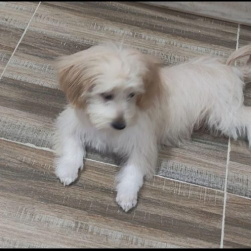 سگ 4 ماهه لونا زیبا