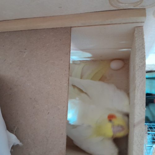 یگ‌عدد‌جفت‌طوطی‌عروس