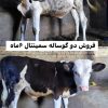 فروش دو گوساله دوساله سمینتال در منطقه مرگور