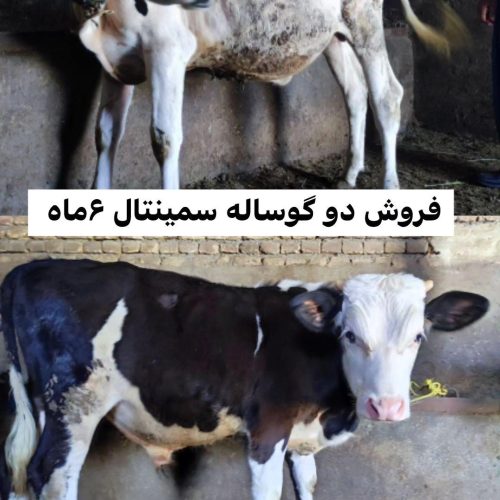 فروش دو گوساله دوساله سمینتال در منطقه مرگور