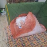 واگذاری توله سگ شیتزو