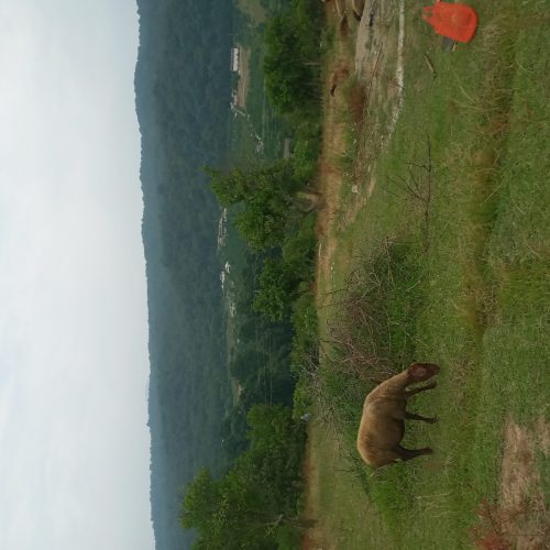 زمین مرزیکلا