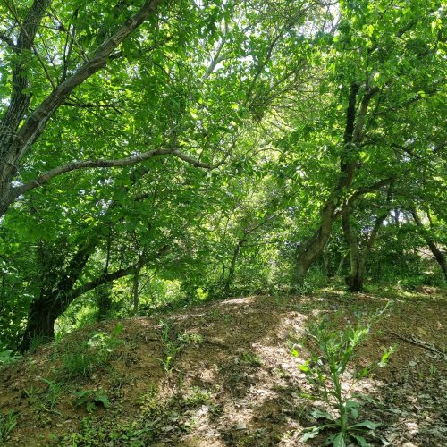 فروش باغ در لواسان بزرگ