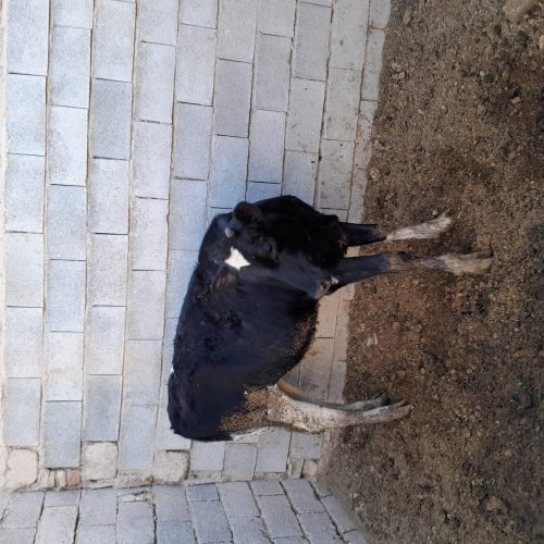 یک راس گاو وگوساله