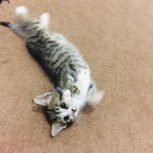 واگذاری گربه