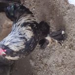 خروس سلطان و لهستانی