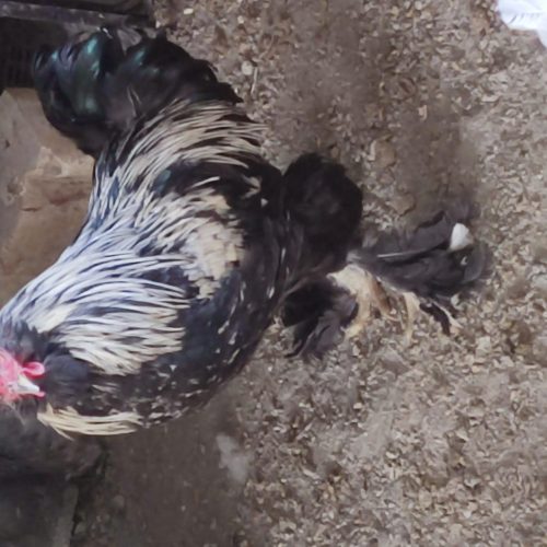 خروس سلطان و لهستانی