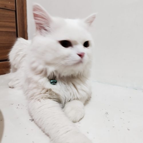 گربه پرشین صورت عروسکی