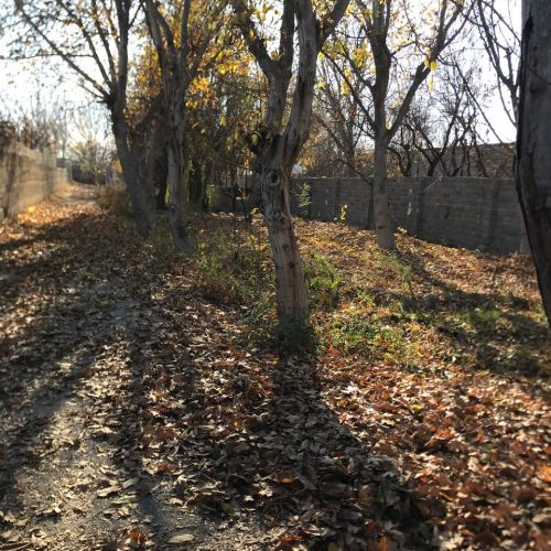 باغچه ملارد