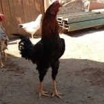 مرغ وخروس دورگه
