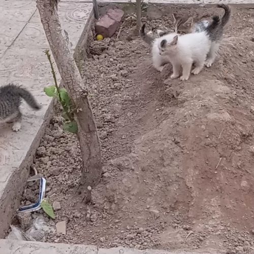 گربه خانگی با نازلترین قیمت