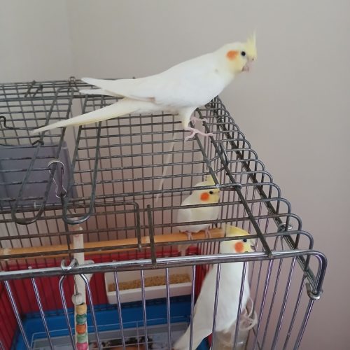 عروس هلندی لوتینو