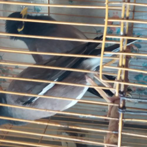 فروش مرغ مینا