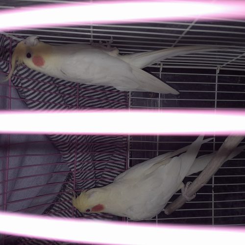 مولدعروس هلندی به شرط جوجه لوتینو