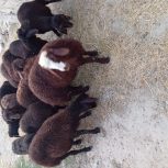 گوسفند و بره های چاق ق