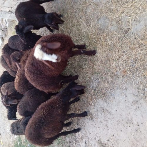 گوسفند و بره های چاق ق