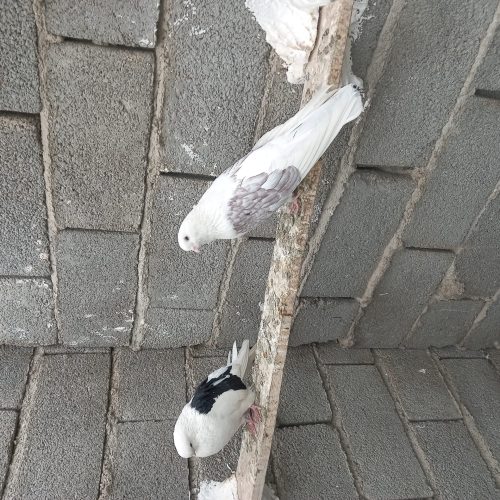 کبوتر پشت دار قطعه بزرگ