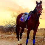 مادیان سواری