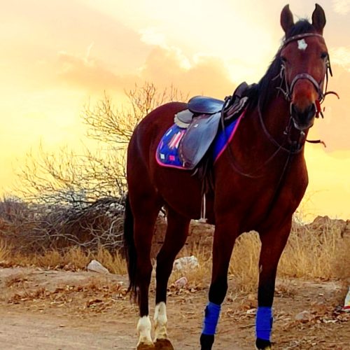 مادیان سواری