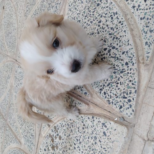 واگذاری توله سگ شیتزو پامر