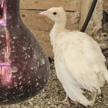 جوجه‌طا‌وس‌سفید