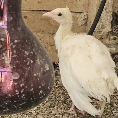 جوجه‌طا‌وس‌سفید