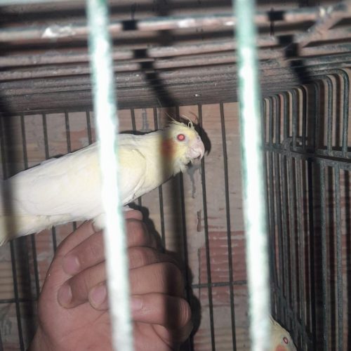 عروس هلندی و کبوتر