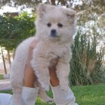 سگ ماده نژاد پامرانین اشپیتز آلمانی