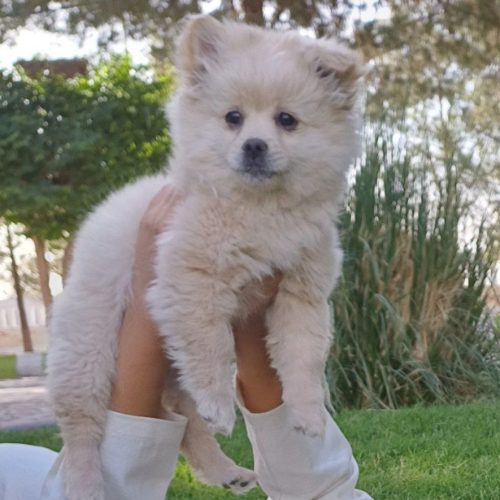 سگ ماده نژاد پامرانین اشپیتز آلمانی