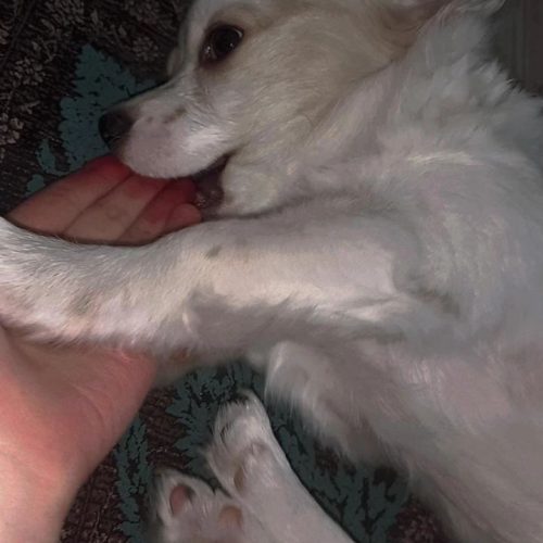 نژاد اشپیتز 7 ماهه شناسنامه دارد