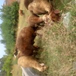 گوسفندزنده نروماده