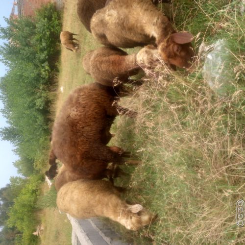 گوسفندزنده نروماده