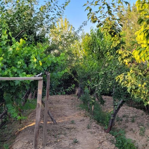 باغ متراژ1300