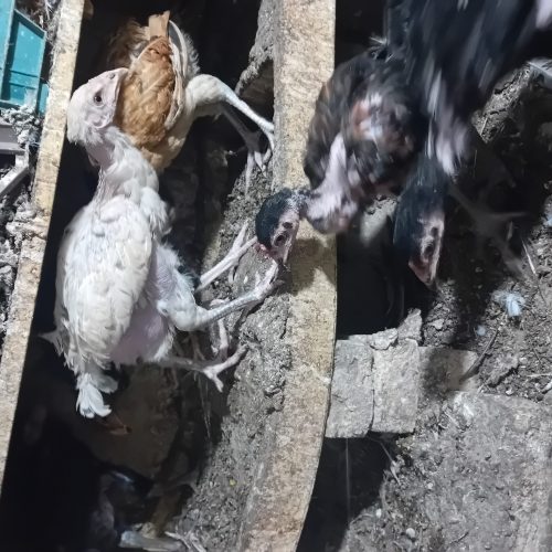 جوجه لاری نژاد اصیل