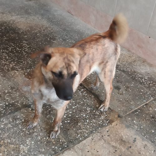 سگ ماری(ماده)ادم گیر