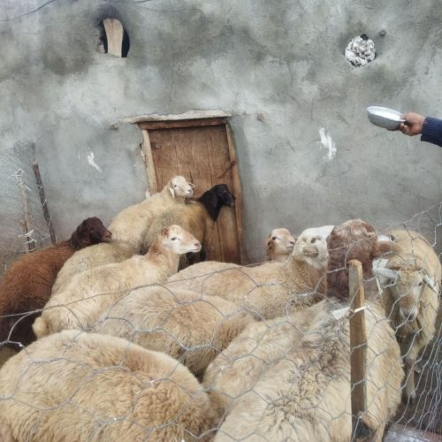 بره نر 25 عدد