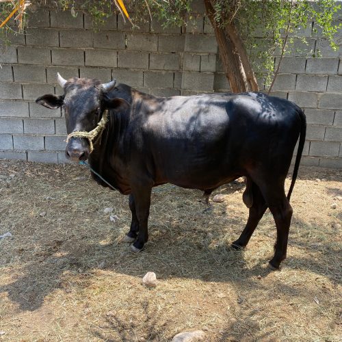 گاونرفروشی 2سال