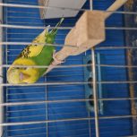 یک جفت مرغ عشق همراه با یک جوجه