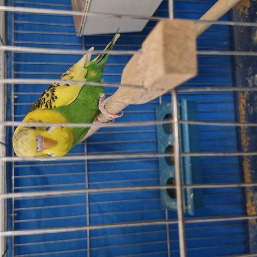 یک جفت مرغ عشق همراه با یک جوجه