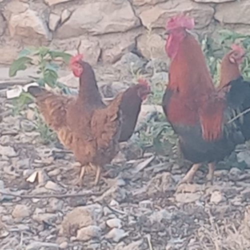 یک عدد خروس جنگی