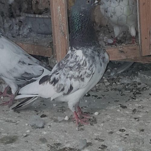 عروس هلندی و کبوتر