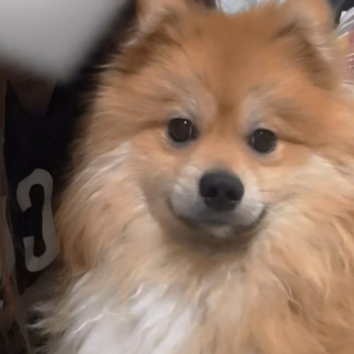 پامر اشپیتز نر