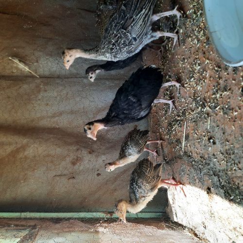 فروش جوجه بوقلمون ومرغ