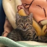 بچه گربه حدودا 3 ماهه برای فروش