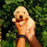 توله گلدن رتریور